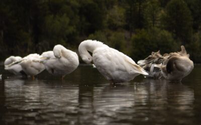 Η Αφροδίτη σε αντίθεση με τον ανάδρομο Κρόνο στις 28/08/2022