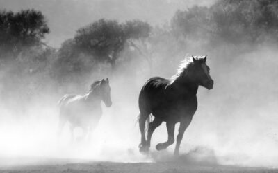  Η επιρροή της Αφροδίτης στον Τοξότη για κάθε ζώδιο/Ωροσκόπο